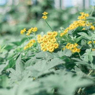 大话西游vivo手机版本客户端下载